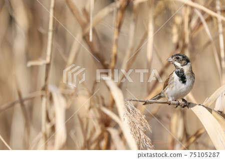 Reehara's Ohjulin 75105287