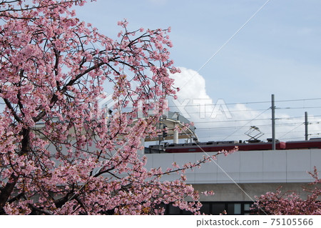 Kawazu cherry blossoms in front of Keihan Yodo Station in Kyoto 75105566