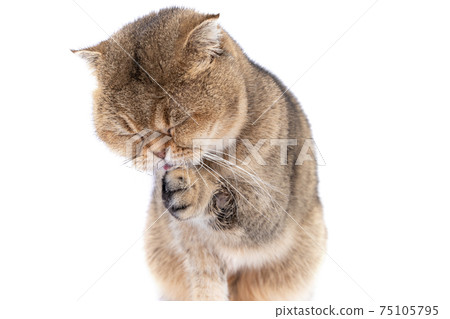 Scottish fold golden cat licks her face, washes her face with pink tongue. Scottish fold golden cat licks her face, washes her face with pink tongue. 75105795