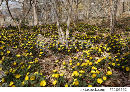 March 16 Minano-cho Fukujusou (Amur adonis), Ranunculales, Retreat field Mahora Inahoyama 75106262