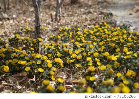 3月13日，南野町福壽莊（Amur adonis），Ranunculales，休養地稻荷山 75106266