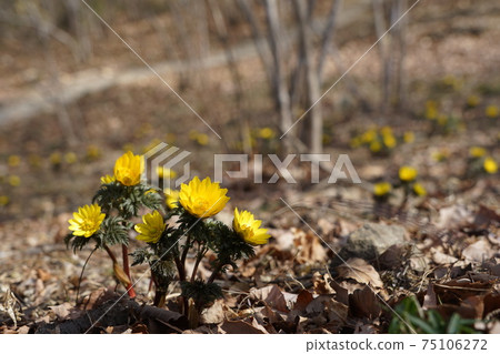 3月9日，美濃町福野壽（Amur adonis），Ranunculales，靜修場稻荷山 75106272
