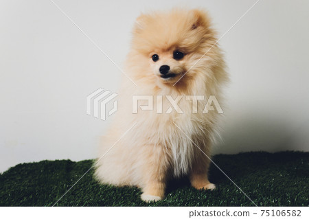 Pomeranian spitz. Cute fluffy charming red-haired Pomeranian Spitz. Pomeranian spitz. Cute fluffy charming red-haired Pomeranian Spitz. 75106582