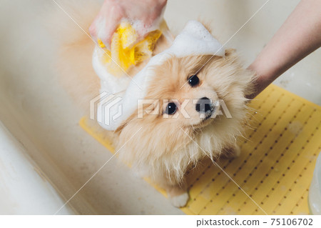 bathing the dog in the pomeranian dog hairdresser. 75106702