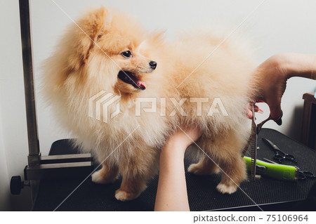 professional groomer trimming long-haried dog paws, animal foot care cuting fur. 75106964