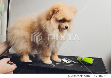 professional groomer trimming long-haried dog paws, animal foot care cuting fur. 75106980