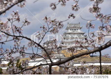 Himeji City, Hyogo Prefecture, Japan Himeji Castle, a World Heritage Site and a national treasure, spring cherry blossoms and a magnificent castle tower Himeji City, Hyogo Prefecture, Japan Himeji Castle, a World Heritage Site and a national treasure, spring cherry blossoms and a magnificent castle tower 75107076