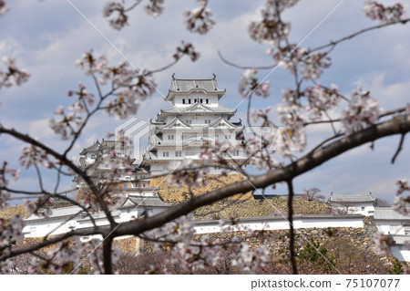 Himeji City, Hyogo Prefecture, Japan Himeji Castle, a World Heritage Site and a national treasure, spring cherry blossoms and a magnificent castle tower Himeji City, Hyogo Prefecture, Japan Himeji Castle, a World Heritage Site and a national treasure, spring cherry blossoms and a magnificent castle tower 75107077