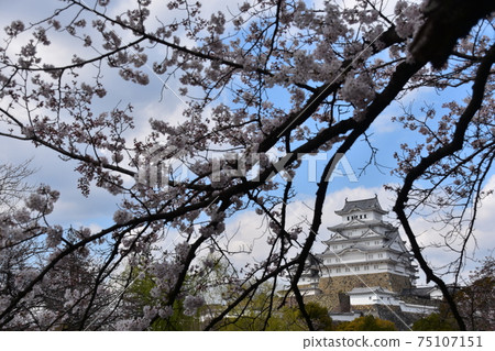 Himeji City, Hyogo Prefecture, Japan Himeji Castle, a World Heritage Site and a national treasure, spring cherry blossoms and a magnificent castle tower 75107151