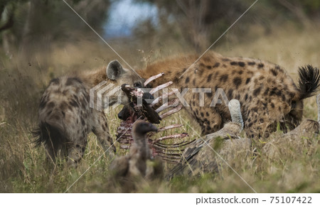 Hyena eating, Africa Hyena eating, Africa 75107422