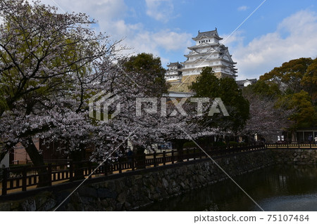 Himeji City, Hyogo Prefecture, Japan Himeji Castle, a World Heritage Site and a national treasure, spring cherry blossoms and a magnificent castle tower Himeji City, Hyogo Prefecture, Japan Himeji Castle, a World Heritage Site and a national treasure, spring cherry blossoms and a magnificent castle tower 75107484