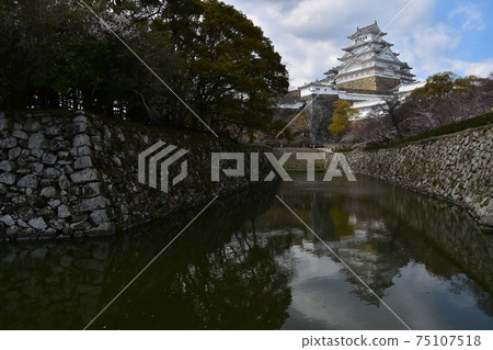 日本兵庫縣姬路市姬路城，世界遺產，國寶，春天的櫻花和宏偉的城樓 75107518