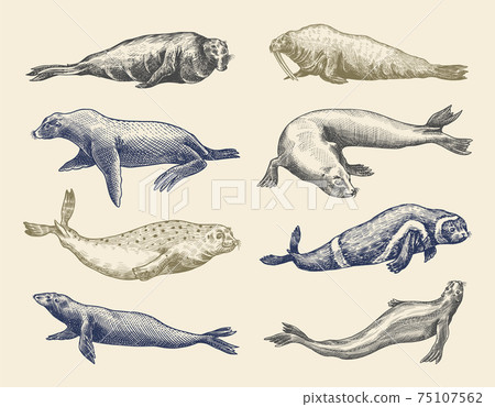 Fur Seal Steller Sea Lion And Walrus Ribbon 插圖素材 圖庫