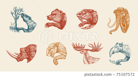Mammoth or extinct elephant, Woolly rhinoceros Cave bear lion. Panthera Saber toothed tiger, Irish 75107572