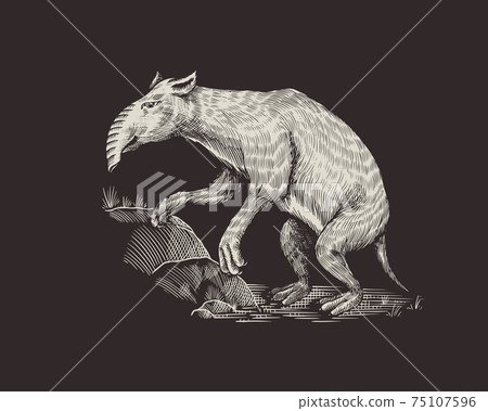 Palorchestes with a trunk.. Marsupials of the family Palorchestidae. Prehistoric mammals. Extinct 75107596