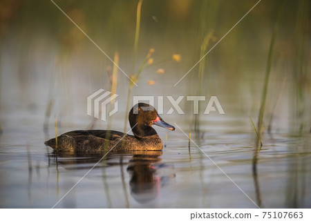 Black headed Duck, Patagonia, Argentina 75107663