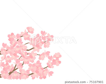Sakura 118 Sakura - Stock Illustration [75107901] - PIXTA