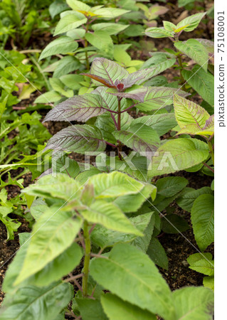 Bergamot growing in a park in Kobe 75108001