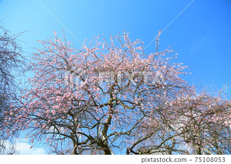 Plum blossom pink weeping plum Plum blossom pink weeping plum 75108053