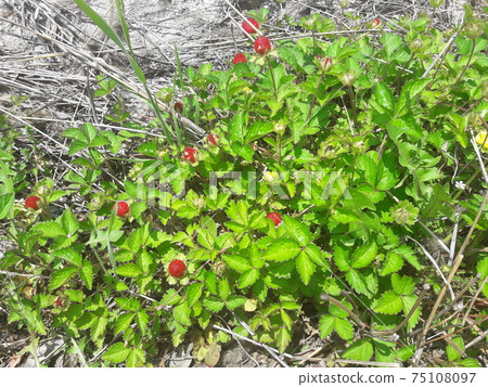 Raspberries found at the foot of the mountain 75108097