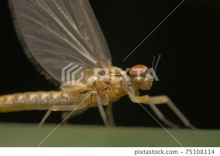 Rare insects Rare insects 75108114