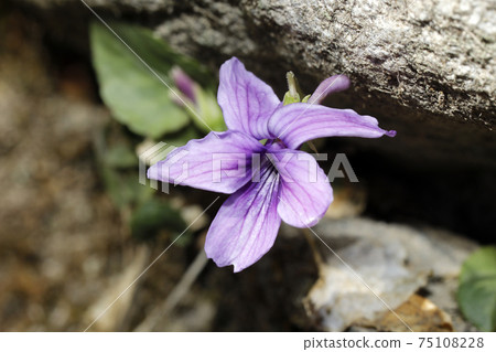 Flower of tachibubikusu 75108228