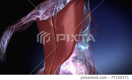 3d rendered illustration of Female Muscular Latissimus Dorsi 75108371
