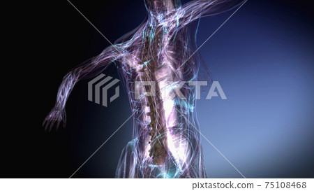 3d rendered illustration of Female Skeletal Vertebral Column 3d rendered illustration of Female Skeletal Vertebral Column 75108468