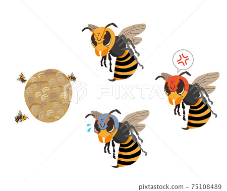 Wasp illustration set Wasp illustration set 75108489