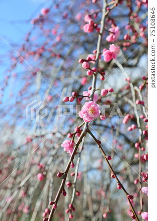 梅花粉色垂枝李 梅花粉色垂枝李 75108646