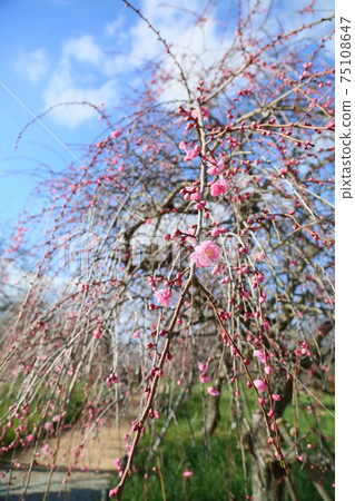 Plum blossom pink weeping plum Plum blossom pink weeping plum 75108647