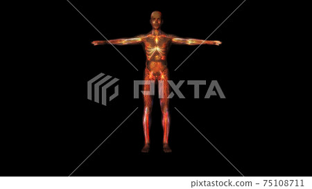 3d rendered illustration of Male Man Anatomy isolated 75108711