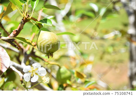 Two pears growing on a pear tree Two pears growing on a pear tree 75108741