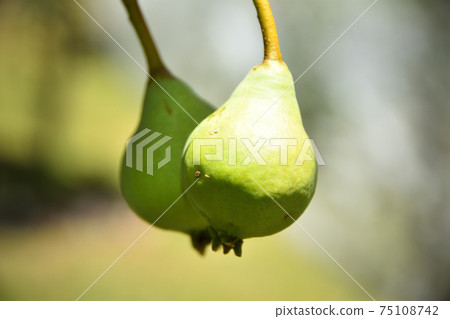 Two pears growing on a pear tree Two pears growing on a pear tree 75108742