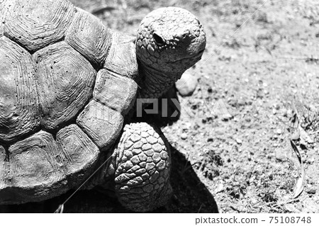 Tortoise Statue in Grey scale Tortoise Statue in Grey scale 75108748