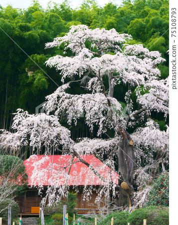 櫻花-雪村紀之櫻村(2020) 櫻花-雪村紀之櫻村(2020) 75108793
