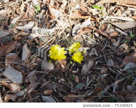 阿多尼斯 75108925