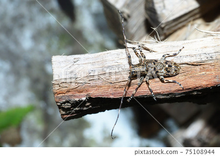 Naga Gomakokami Naga Gomakokami 75108944