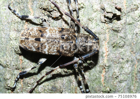 Naga Gomakokami 75108976