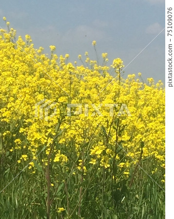 油菜花盛開 75109076