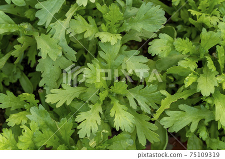 在花園裡種植的美津濃 在花園裡種植的美津濃 75109319