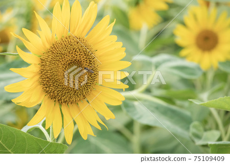 向日葵 向日葵 75109409