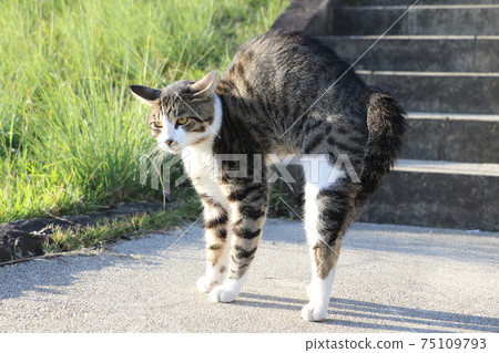 A cat that grows tall 75109793
