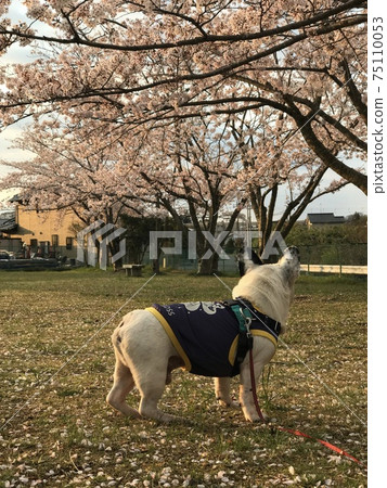 Sakura, Asahi, and dog 75110053