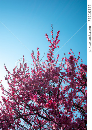 Yaesaki red plum that blooms under a clear blue sky Light tone Yaesaki red plum that blooms under a clear blue sky Light tone 75110335