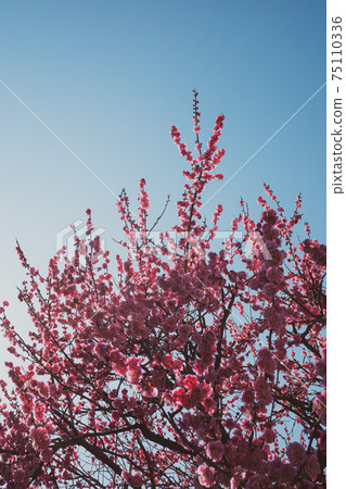 Double-flowered red plum that blooms under a clear blue sky, film-like Double-flowered red plum that blooms under a clear blue sky, film-like 75110336