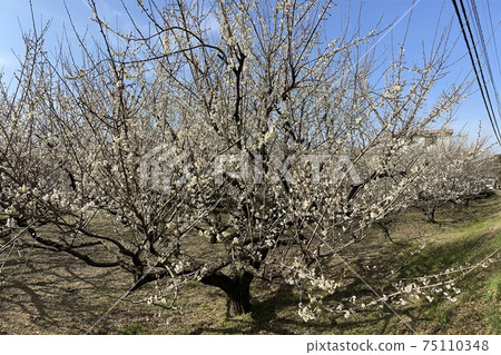 春天的梅花樹盛開 75110348