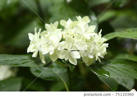 繡球花Posey Puke Nana花雨露 75110360