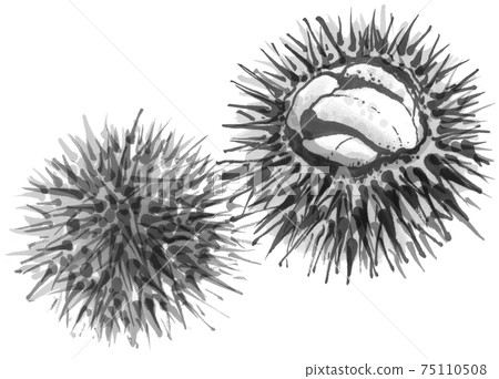 Fresh sea urchin 1 Fresh sea urchin 1 75110508