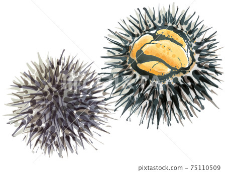 Fresh sea urchin 2 Fresh sea urchin 2 75110509